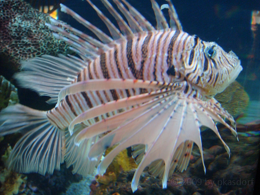 Baltimore [2009 July 02] 231.JPG - Scenes from Baltimore's Inner Harbor.